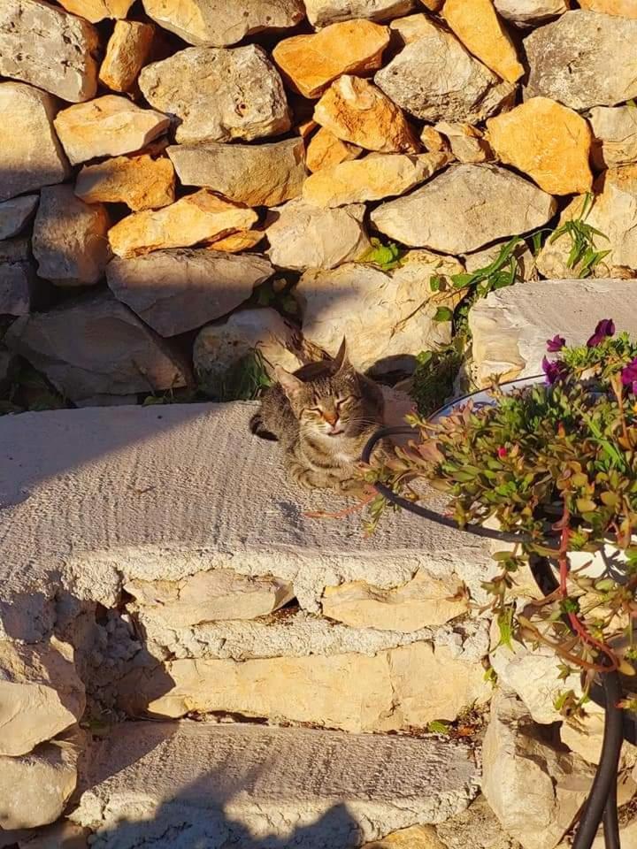 فيلا فيسفي Moja Posebna Kuca Na Osami Kraj Mora الغرفة الصورة